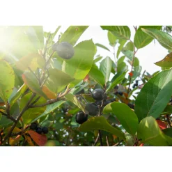 Planta Svartaronia Omnia Garden Aronia mel Hugin 20-40cm