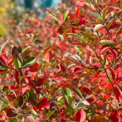 Planta Svartaronia Omnia Garden Aronia mel Hugin 20-40cm