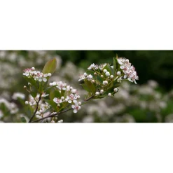 Planta Svartaronia Omnia Garden Aronia mel Hugin 20-40cm