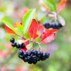 Planta Svartaronia Omnia Garden Aronia mel Hugin 20-40cm