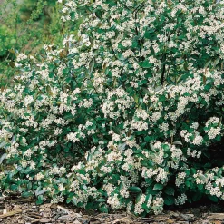 Planta Svartaronia Omnia Garden Aronia mel Hugin 20-40cm