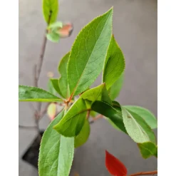 Planta Svartaronia Omnia Garden Aronia mel Hugin 20-40cm