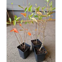 Planta Svartaronia Omnia Garden Aronia mel Hugin 20-40cm