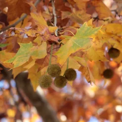 Platan Omnia Garden Platanus X Hispanica Högstam