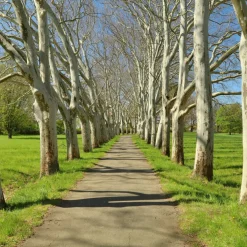Platan Omnia Garden Platanus X Hispanica Högstam