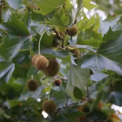 Platan Omnia Garden Platanus X Hispanica Högstam