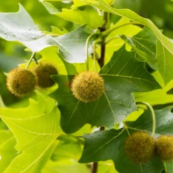 Platan Omnia Garden Platanus X Hispanica Högstam