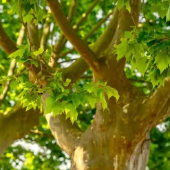 Platan Omnia Garden Platanus X Hispanica Högstam