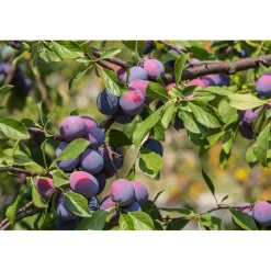 Plommonträd Omnia Garden Prunus Domestica Czar