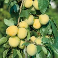 Plommonträd Omnia Garden Reine Claude d´Oullins Svagväxande