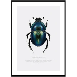 Poster Gallerix Beetle Display