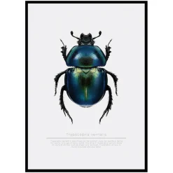 Poster Gallerix Beetle Display