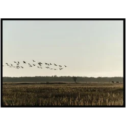 Poster Gallerix Birds Flyby