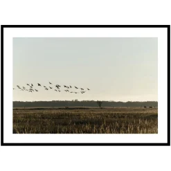 Poster Gallerix Birds Flyby