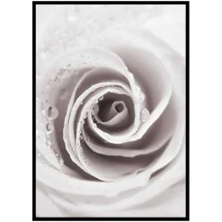 Poster Gallerix Bright Pink Rose No1