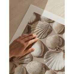 Poster Gallerix Coastal Seashell Medley