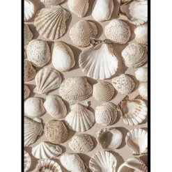Poster Gallerix Coastal Seashell Medley