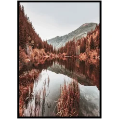 Poster Gallerix Colorado Forest