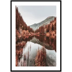 Poster Gallerix Colorado Forest