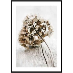 Poster Gallerix Dried Field Flower No1