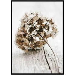 Poster Gallerix Dried Field Flower No1