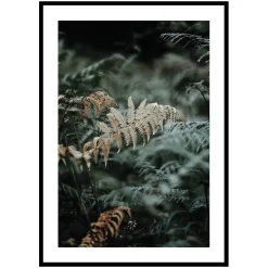 Poster Gallerix Fern No2