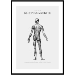 Poster Gallerix Kroppens Muskler Baksida