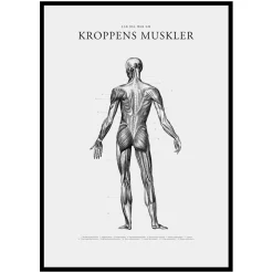 Poster Gallerix Kroppens Muskler Baksida