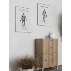 Poster Gallerix Kroppens Muskler Baksida