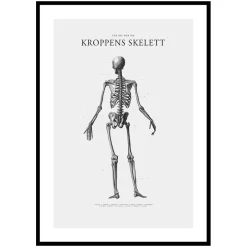 Poster Gallerix Kroppens Skelett