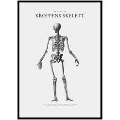 Poster Gallerix Kroppens Skelett