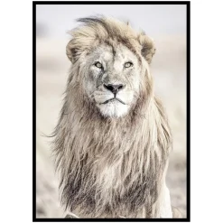 Poster Gallerix Majestic Lion Color