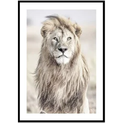 Poster Gallerix Majestic Lion Color