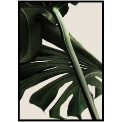 Poster Gallerix Monstera One