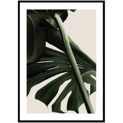 Poster Gallerix Monstera One