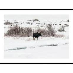Poster Gallerix Moose In Snow