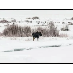 Poster Gallerix Moose In Snow
