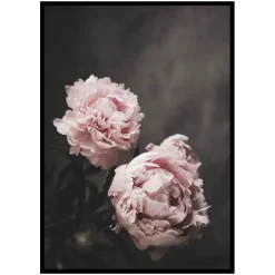 Poster Gallerix Pink peonies No2