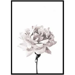 Poster Gallerix Pink peony