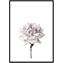Poster Gallerix Pink peony