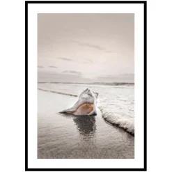 Poster Gallerix Shell On Beach