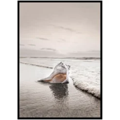 Poster Gallerix Shell On Beach
