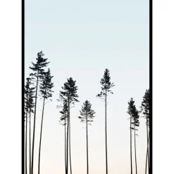 Poster Gallerix Tall Trees At Dusk