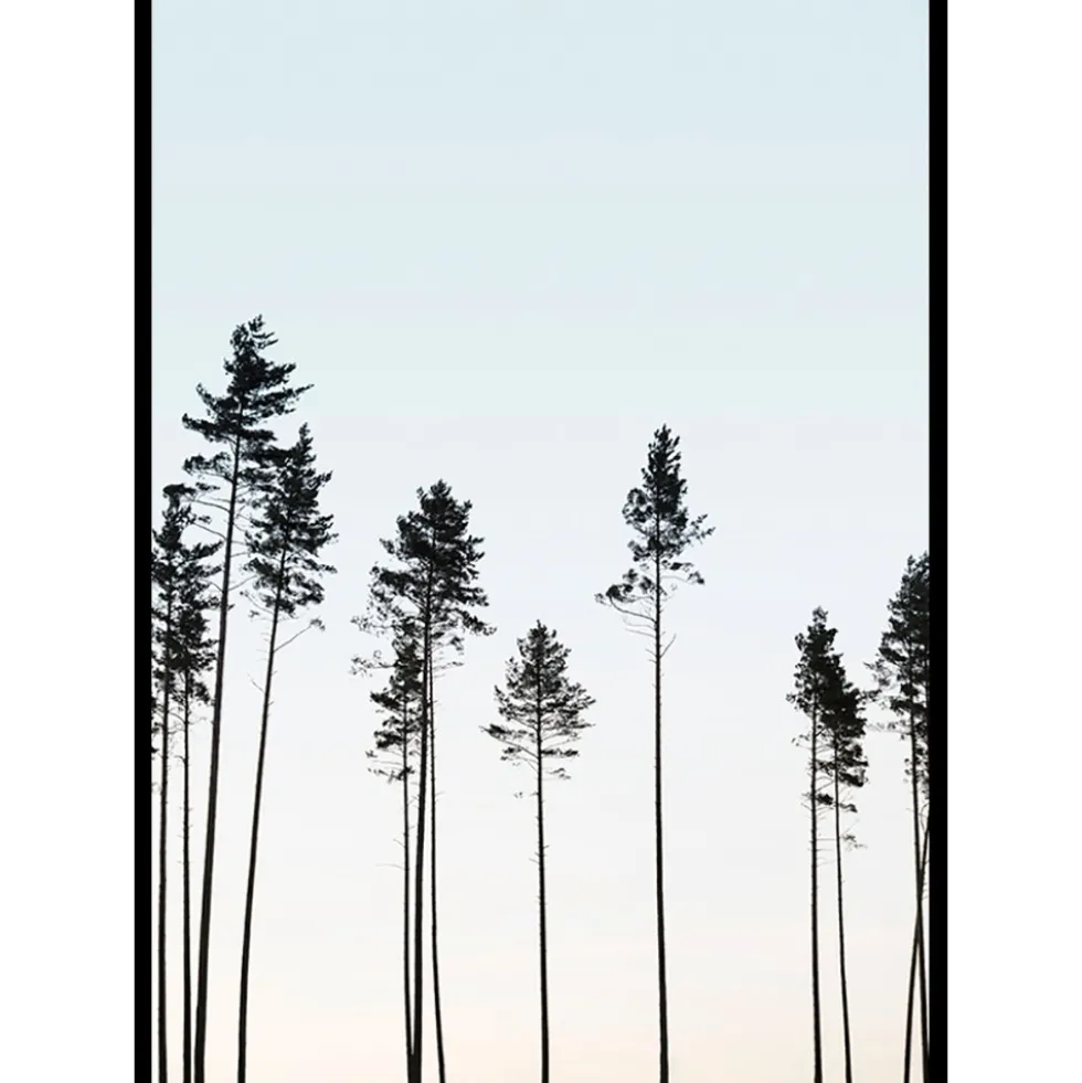 Poster Gallerix Tall Trees At Dusk
