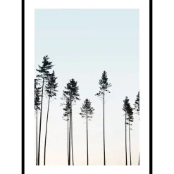 Poster Gallerix Tall Trees At Dusk