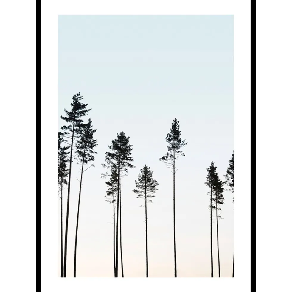 Poster Gallerix Tall Trees At Dusk