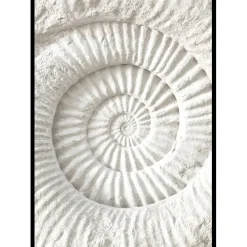 Poster Gallerix The Nautilus Carving