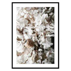 Poster Gallerix White Hydrangeas