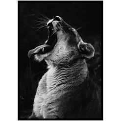 Poster Gallerix Yawning Lion