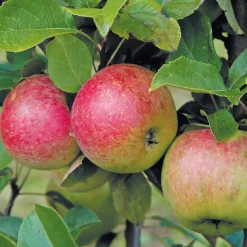 Äppelträd Omnia Garden Amorosa E